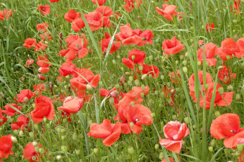 Mohnblumen